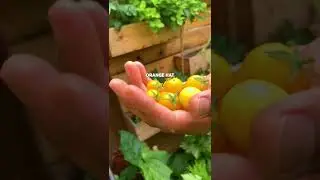 5 high producing dwarf tomatoes for container gardening