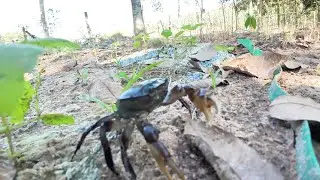 I Catch Lots of Crabs &ndash; A Surprising Night on the Shore