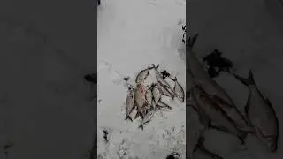 Трішки наловили на гірлянду: окунь та плотва не дали нудьгувати #рибалка #гірлянда #зима #дніпро