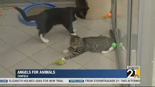 Angels for Animals says we are in a cat crisis