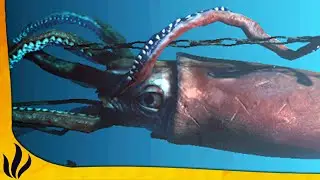 STRANDED DEEP COOP FR #FIN : Gyro et Boss !