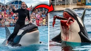 Os HORR&Iacute;VEIS &Uacute;LTIMOS MOMENTOS da treinadora de orcas Jessica Radcliffe
