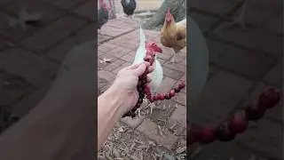 Cranberry fun part 2 Chickens 