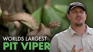 Worlds Largest Pit Viper Found in Amazon Jungle | Python Hunters