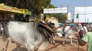 Live streaming of Hemant bulls🐂