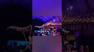 National History Museum #shorts #youtubeshorts #dippy #dinosaur #museum #tour