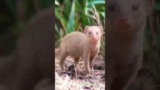 The Indian mongoose (Urva edwardsii) is a mongoose species native to the Indian subcontinen #viral