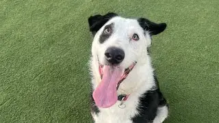 Our dog Dipper