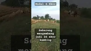 Bisnis menguntungkan #shorts