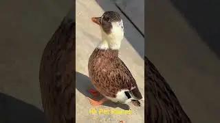 Cute Duck😊#shorts #training #ytshorts #vairalshort #duck