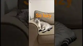 Lazy Afternoon #cat #貓#funny#cute s #CatShorts #LazyAfternoon #प्यारीबिल्ली