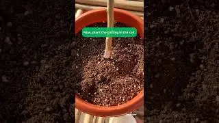 Casa De Amor Root Fast Rooting Hormone for plant cutting 🌱 #casadeamor #rootinghormone #plantcutting