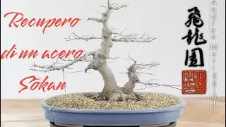 Recupero di un acero palmato doppio tronco