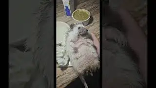 Bottle feeding a sick hedgehog🍼🦔💖 #healing #hedgehog #cute #funny #fyp #foryou #viralvideo #animals
