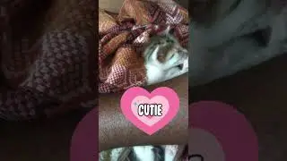 Kitten Cobi Cutely Cleaning Herself | Cat Cottage | Tamil Cat Videos