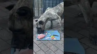 Probably the fastest vifor has ever eaten his breakfast