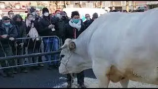 Bue Grasso: record della fiera per il più pesante, Androne, 1551 kg