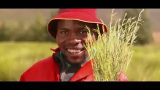 Red Rooibos Tea 100 Teabags USDA Organic - Naturally Caffeine Free - Cederberg Tea Company Reviews
