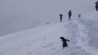The Last Desert / Antarctica Ultramarathon 2026