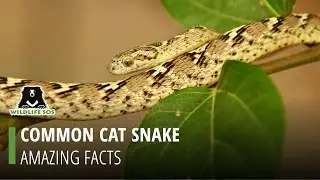 Interesting Facts About The Common Cat Snake