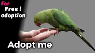 Parrot free adoption free dilivery..