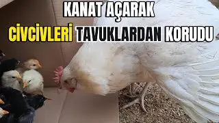 Civcivleri Diğer Tavuklardan Korudu 🐣💪