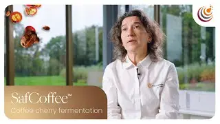 SafCoffee&trade; Range: Controlled Coffee Cherry Fermentation Solutions by Fermentis