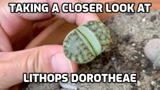Taking a closer look at Lithops Dorotheae