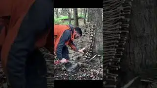 Build a shelter from small branches safety and effectively _ asmr_ servival viral video