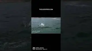 So close, yet so far 😐#tackleexpress #fishingfamily #baitsanity #fishingvideos #swimbaits #bass