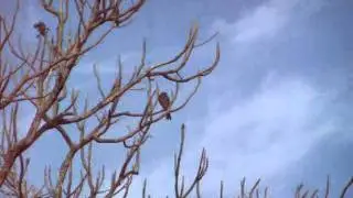 Ju&iacute; (Myiarchus antillarum) - Puerto Rican Flycatcher