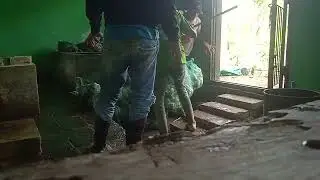 first-week raw rubber harvest