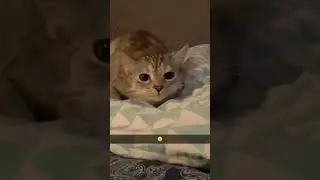 The Funniest Short Meme Videos on YouTube, Daily Memes 18 #shorts