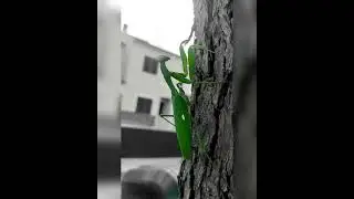 Dancing Mantis