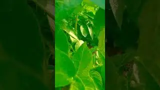 potato farming 😁 #shorts #farming