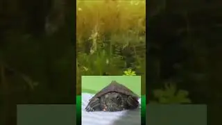 WHAT A REACTION! 😲 Baby Turtle React Satisfying Video💚🥰 &brvbar; Turtle Boza #turtle #satisfying #reaction