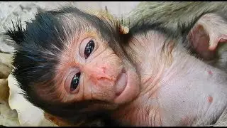 Welcome Newborn Monkey! Mom Monkey Tired After Give Birth. MV 0154