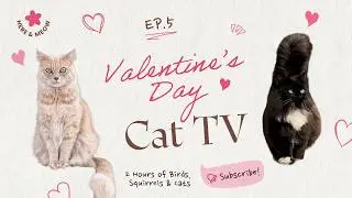 Valentines Day Cat TV - 2 Hours of Birds, Squirrels & Cats for your Cat to Watch.