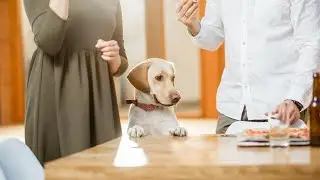 Gunter Hotel unveils chef-curated 'dog menu' at Jots restaurant in downtown San Antonio