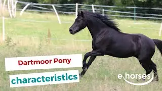 Dartmoor Pony | characteristics, origin & disciplines