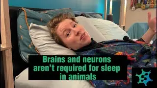 Sleep is about more than brains and neurons