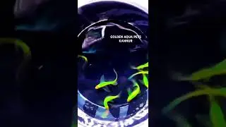 #trendingshorts#zebrafish#vailtailzebra#farming#breeding#greenzebra#trending#shorts#freshwaterfish