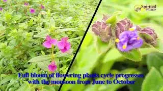 Kaas Pathar The Valley Of Flowers | Maharashtra | Travel Blog | Road Trip | Spirited Blogger