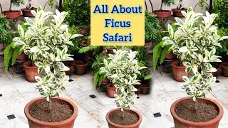 Ficus safari plant care, एक बार जरूर लगाएं जिंदगी में ficus starlight ornamental hardy outdoor plant