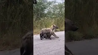 Hyena&rsquo;s sound - credit: @africanwildlifephoto