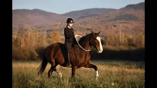 Vente Chevaux / Horse for sale - Yarek (Clyde cross)