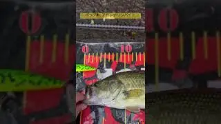 バス釣り　POP-Rにアドレナリンバイト‼️#fishing #バス釣り #トップウォーター