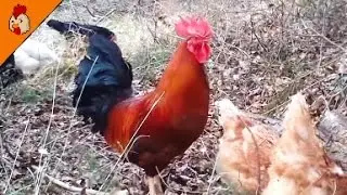 Free Range Chicken Life Relaxing Spring Nature Sounds - Chicken Sound - Roosters Crowing