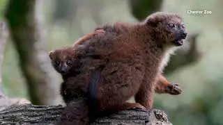 UK zoo welcomes birth of first red-bellied lemur