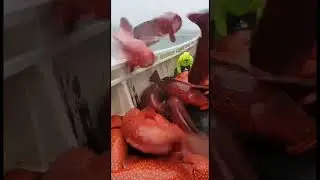 Big Haul A Rain of Red Spotted Groupers FLOODS the Boat Deck 😱🐟